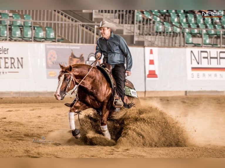 American Quarter Horse Hengst 9 Jahre 150 cm Fuchs in Nohfelden
