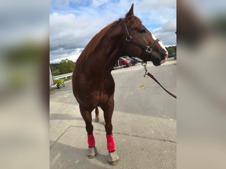 American Quarter Horse Hengst 9 Jahre 150 cm Fuchs in Nohfelden
