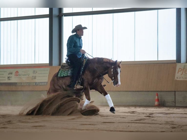 American Quarter Horse Hengst 9 Jahre 150 cm Fuchs in Nohfelden