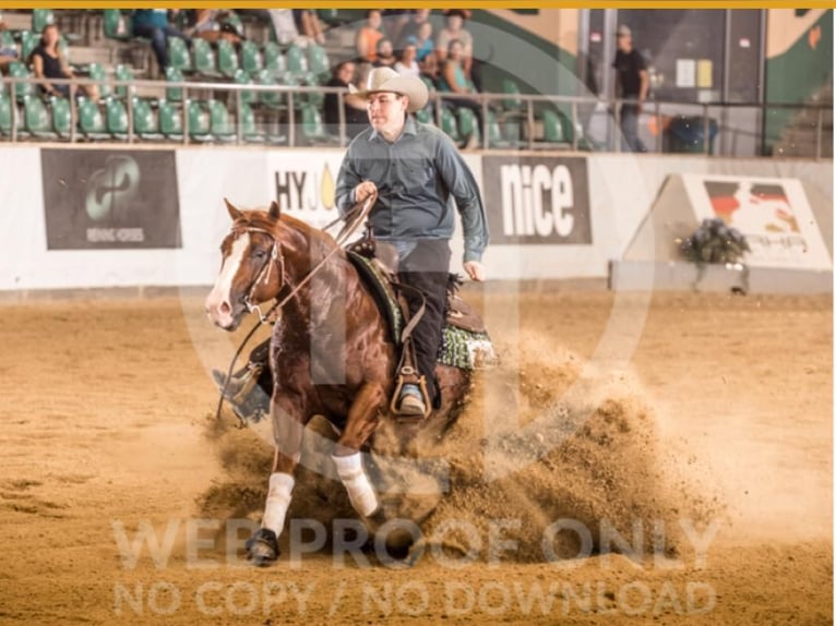 American Quarter Horse Hengst 9 Jahre 150 cm Fuchs in Nohfelden
