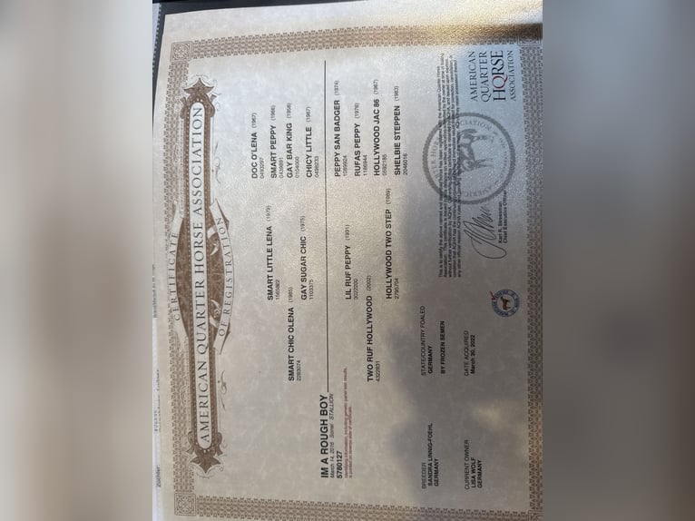 American Quarter Horse Hengst 9 Jahre 150 cm Fuchs in Nohfelden