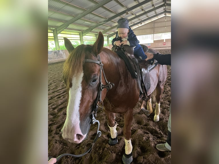 American Quarter Horse Hengst 9 Jahre 150 cm Fuchs in Nohfelden
