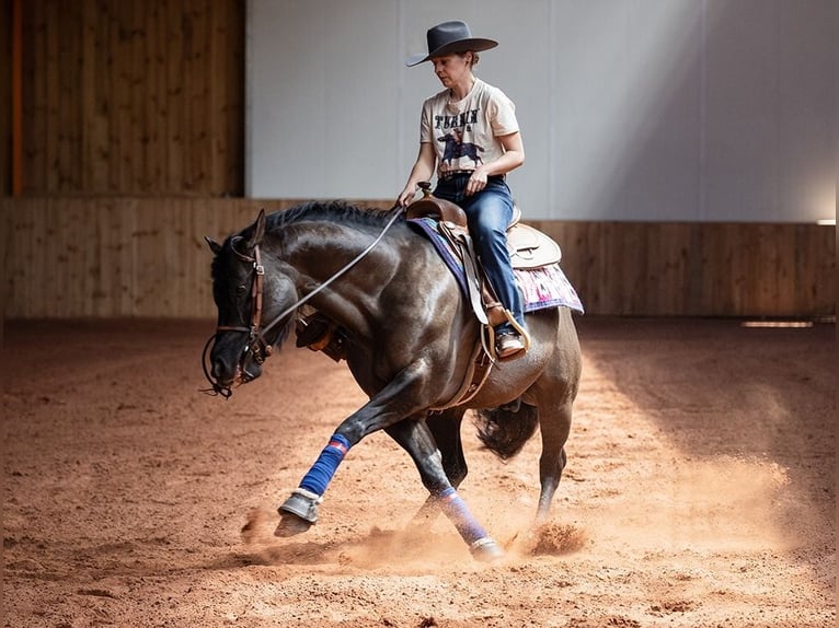 American Quarter Horse Hengst 9 Jahre 156 cm Grullo in Gowarczów