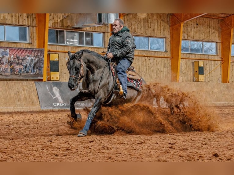 American Quarter Horse Hengst 9 Jahre 156 cm Grullo in Gowarczów