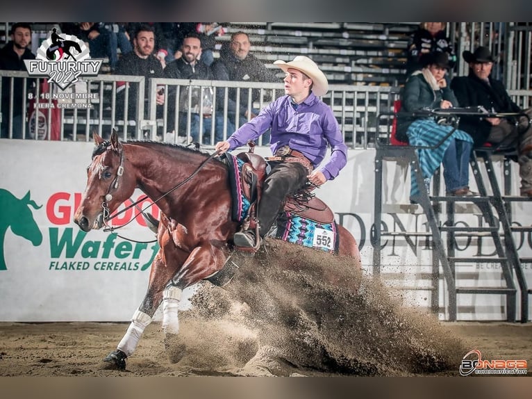 American Quarter Horse Hengst Brauner in Ehingen