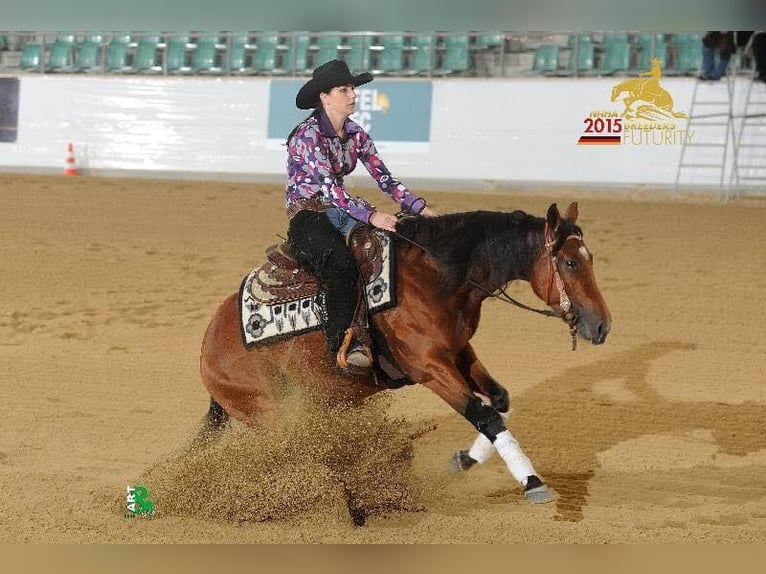 American Quarter Horse Hengst Brauner in Lahn