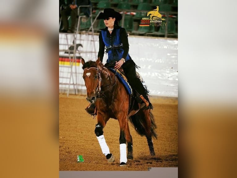 American Quarter Horse Hengst Brauner in Lahn