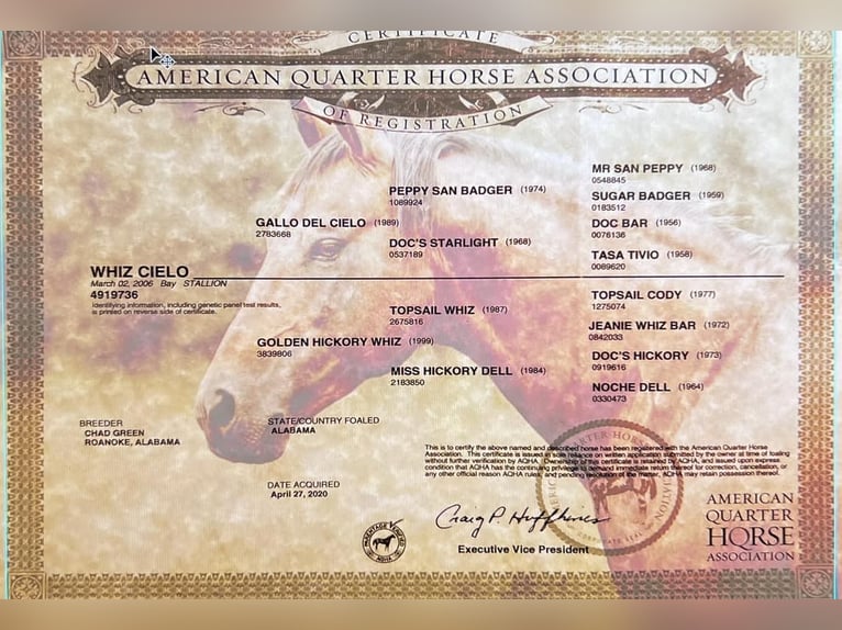 American Quarter Horse Hengst Brauner in Fichtelberg