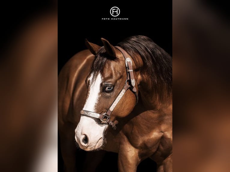 American Quarter Horse Hengst Brauner in Bell