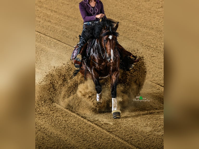 American Quarter Horse Hengst Bruin in Tuntenhausen