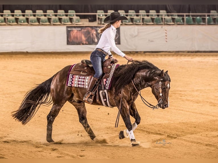 American Quarter Horse Hengst Bruin in Tuntenhausen