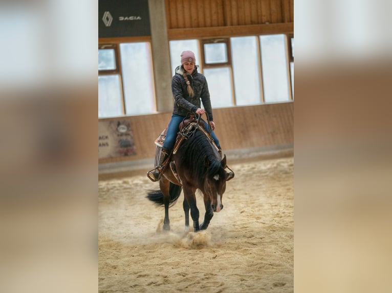 American Quarter Horse Hengst Bruin in Laubach