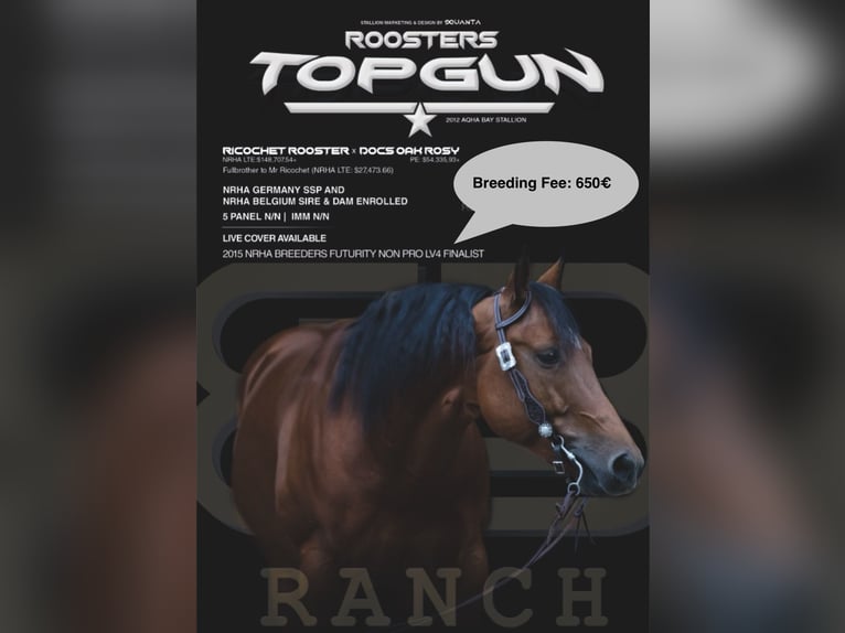 American Quarter Horse Hengst Bruin in Lahn