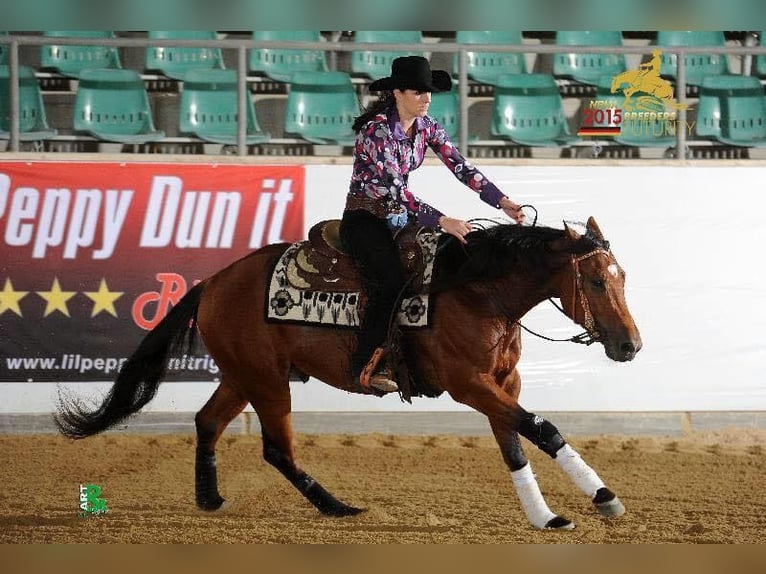 American Quarter Horse Hengst Bruin in Lahn