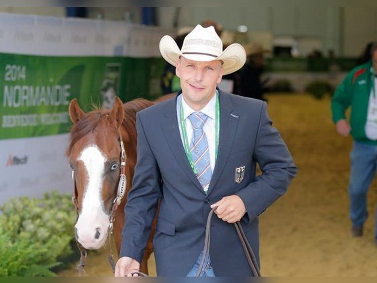 American Quarter Horse Hengst Bruin in Bell