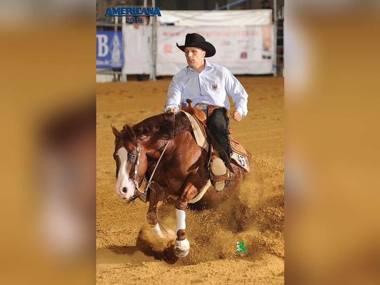 American Quarter Horse Hengst Bruin in Bell