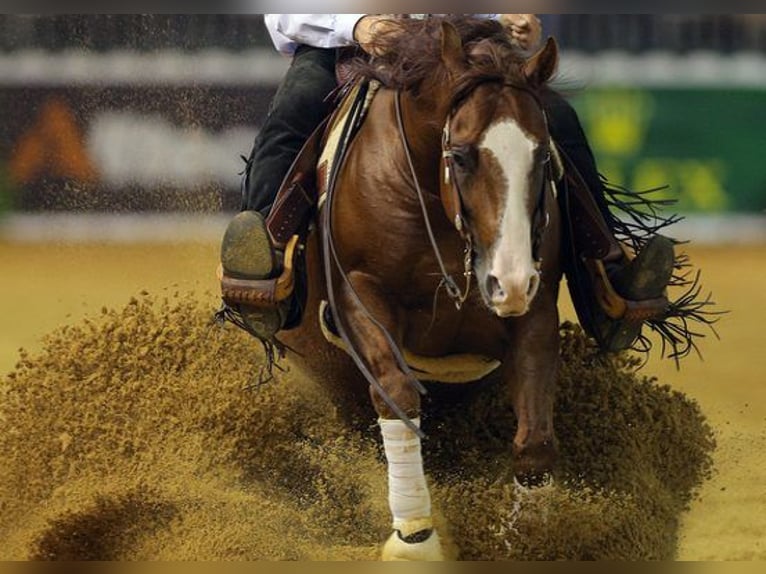 American Quarter Horse Hengst Bruin in Bell