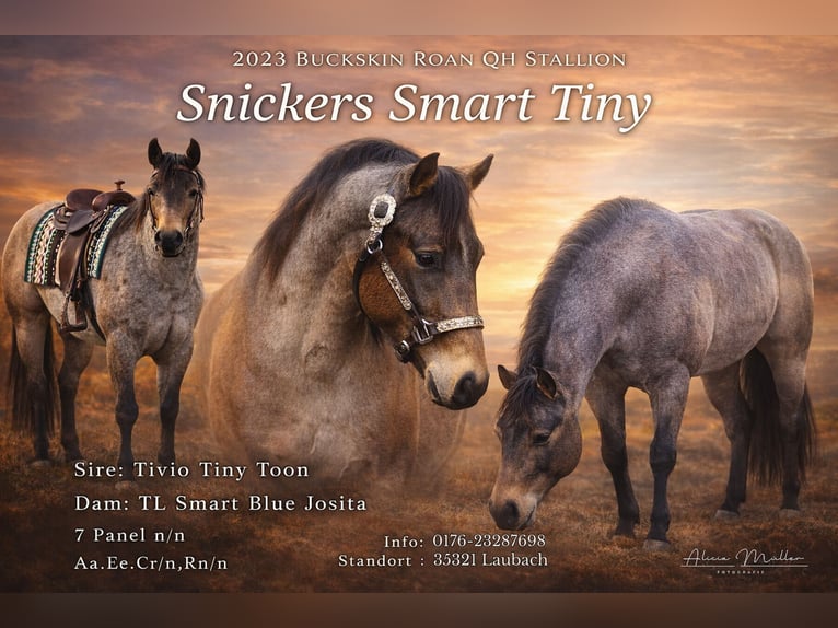 American Quarter Horse Hengst Buckskin in Laubach