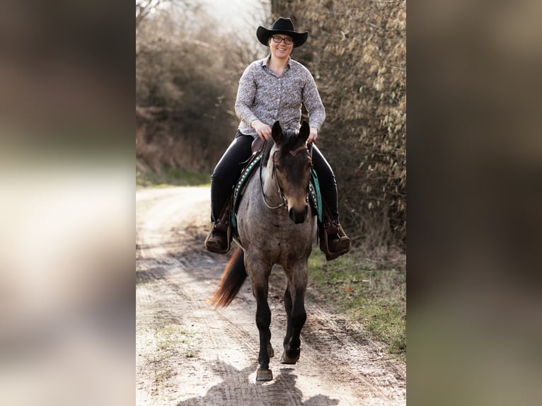 American Quarter Horse Hengst Buckskin in Laubach