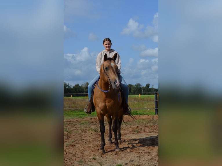 American Quarter Horse Hengst Buckskin in Nordhorn