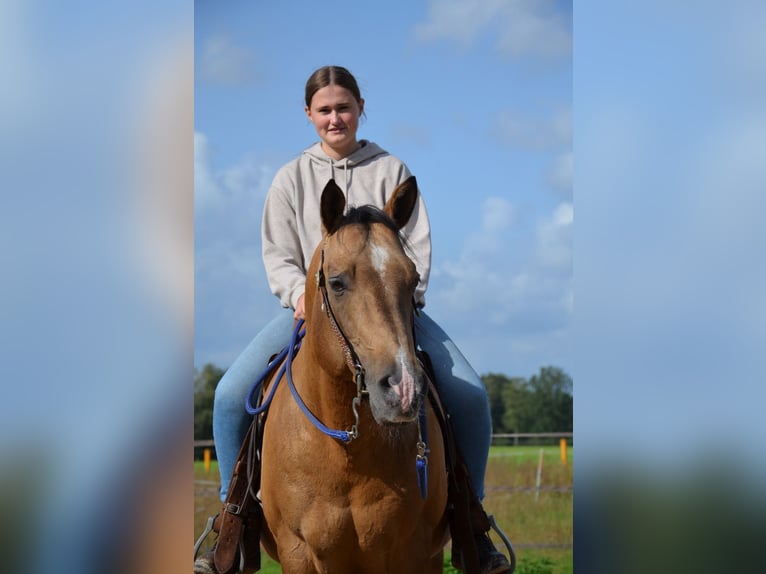 American Quarter Horse Hengst Buckskin in Nordhorn