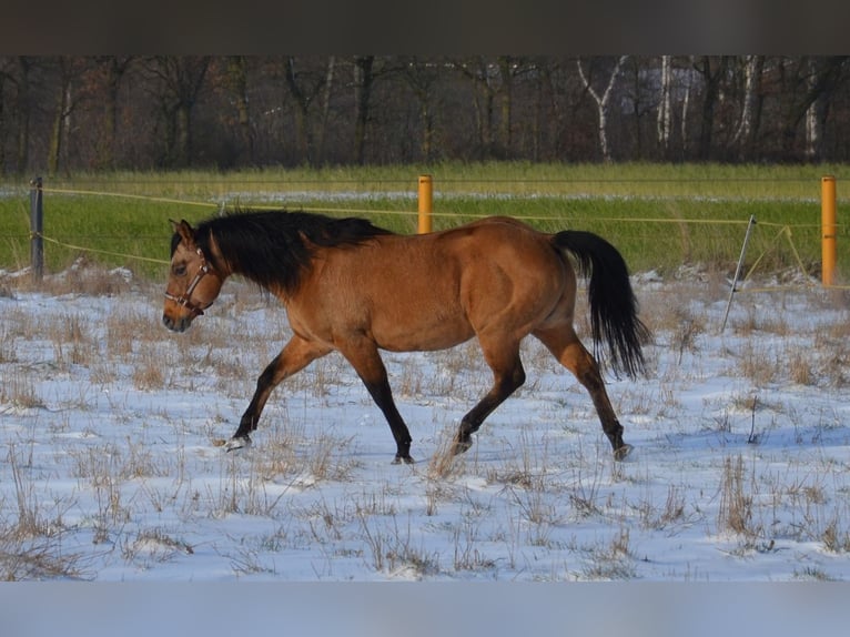 American Quarter Horse Hengst Buckskin in Nordhorn