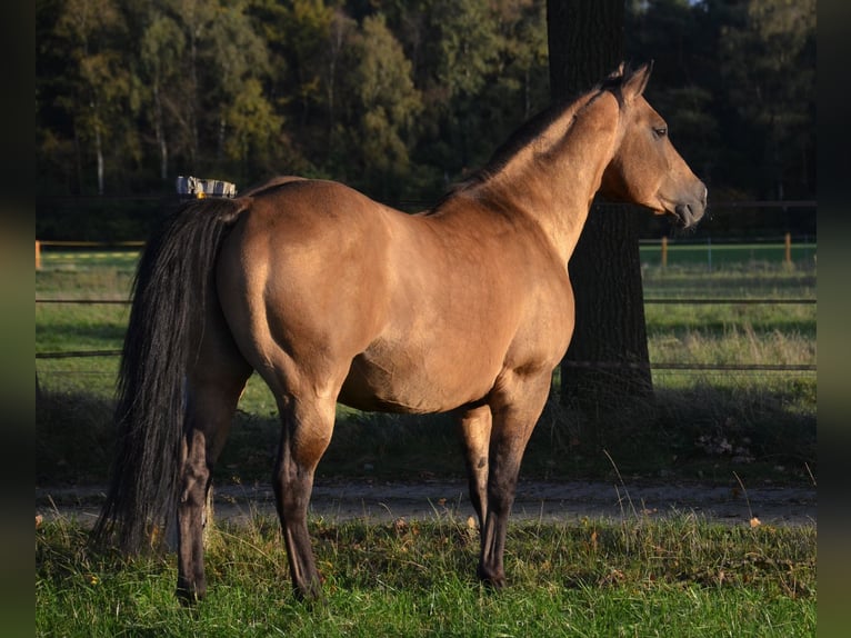 American Quarter Horse Hengst Buckskin in Nordhorn American Quarter Horse Hengst Buckskin in Nordhorn