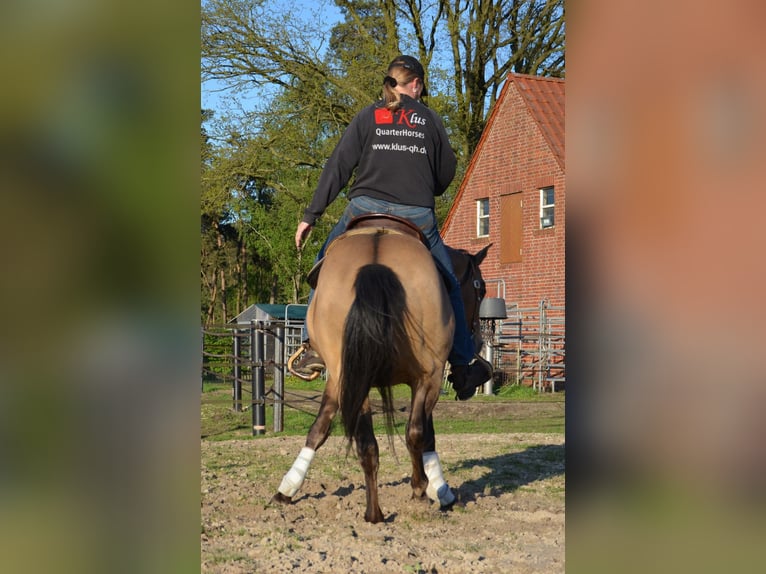 American Quarter Horse Hengst Buckskin in Nordhorn