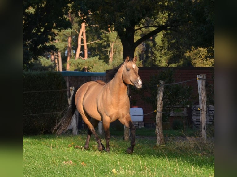 American Quarter Horse Hengst Buckskin in Nordhorn