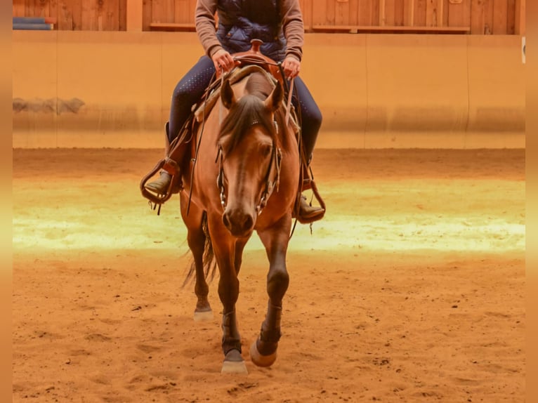 American Quarter Horse Hengst Buckskin in Venusberg