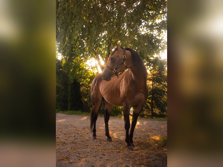 American Quarter Horse Hengst Buckskin in Venusberg