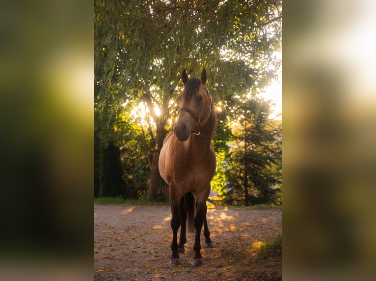 American Quarter Horse Hengst Buckskin in Venusberg