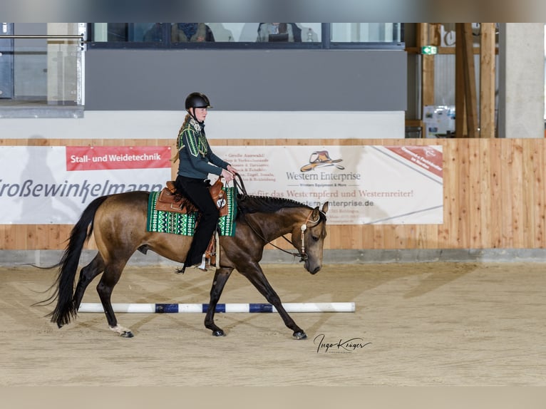 American Quarter Horse Hengst Buckskin in Rheine