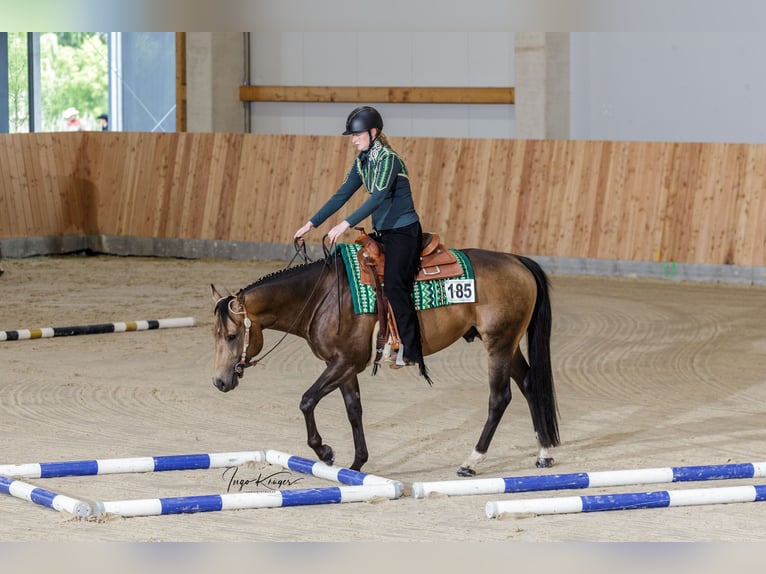 American Quarter Horse Hengst Buckskin in Rheine