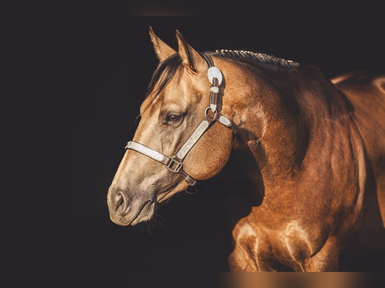 American Quarter Horse Hengst Buckskin in Rheine
