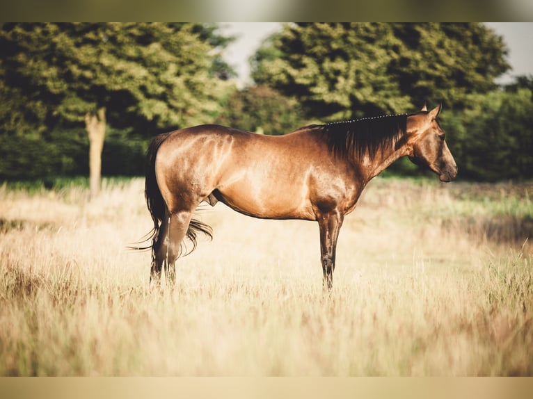 American Quarter Horse Hengst Buckskin in Rheine