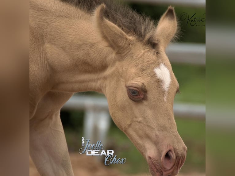 American Quarter Horse Hengst Champagne in KleinschwabhausenMellingen American Quarter Horse Hengst Champagne in KleinschwabhausenMellingen