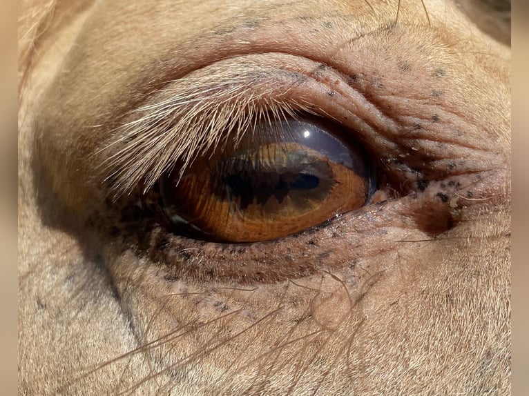 American Quarter Horse Hengst Champagne in KleinschwabhausenMellingen American Quarter Horse Hengst Champagne in KleinschwabhausenMellingen