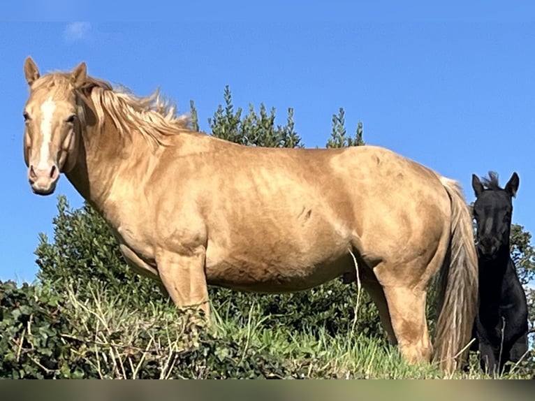 American Quarter Horse Hengst Champagne in Lormes