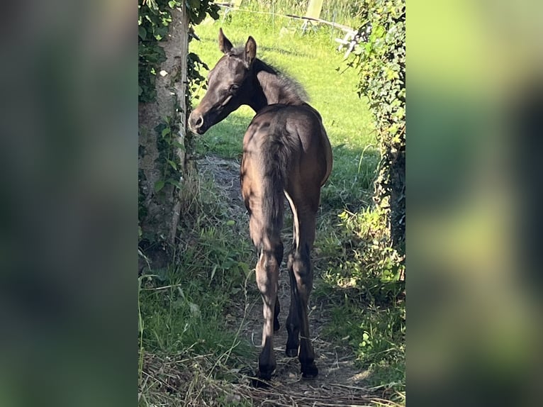 American Quarter Horse Hengst Champagne in Lormes