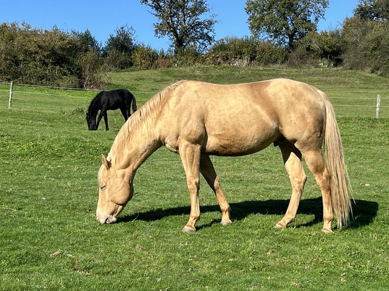 American Quarter Horse Hengst Champagne in Lormes