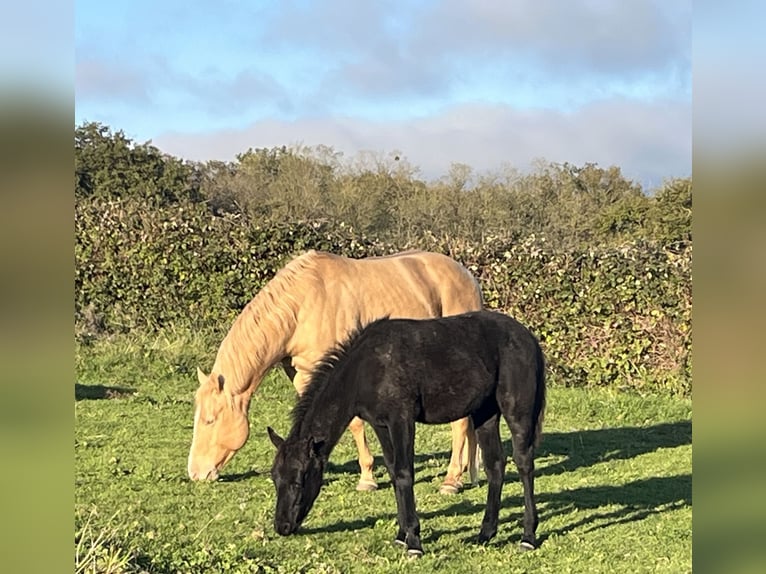 American Quarter Horse Hengst Champagne in Lormes