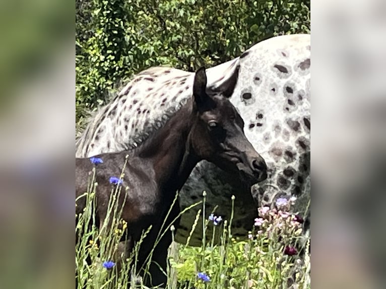 American Quarter Horse Hengst Champagne in Lormes