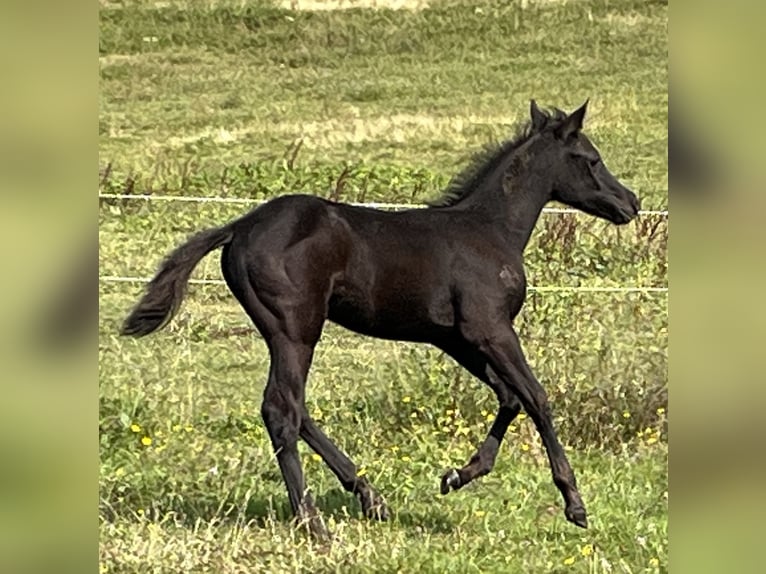 American Quarter Horse Hengst Champagne in Lormes