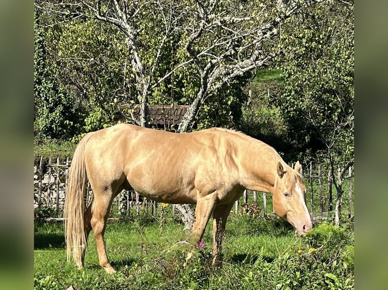 American Quarter Horse Hengst Champagne in Lormes