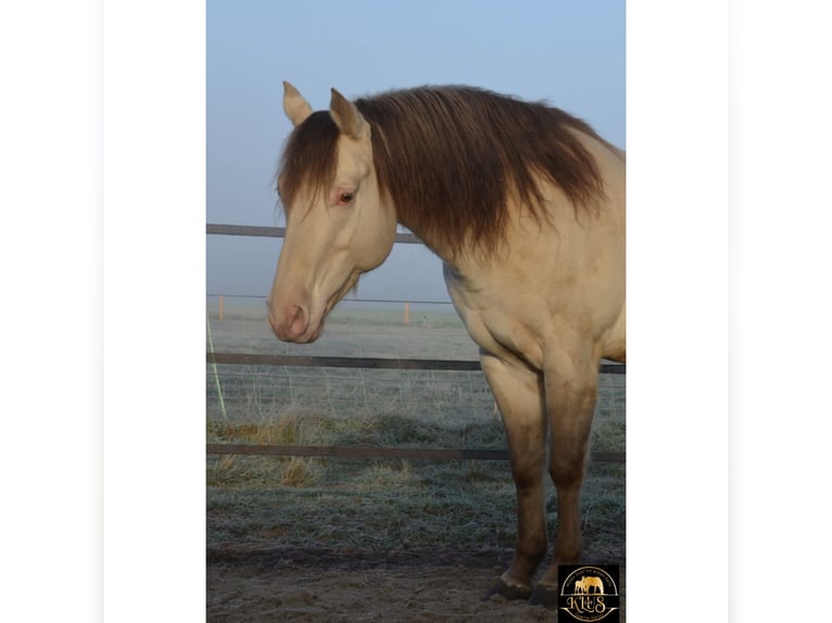 American Quarter Horse Hengst Champagne in Nordhorn