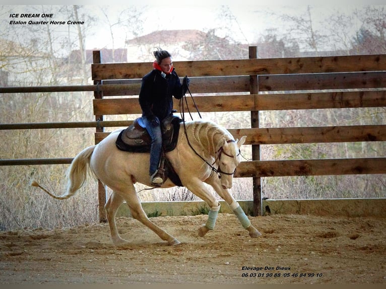 American Quarter Horse Hengst Cremello in Moragnesaint hippolyte
