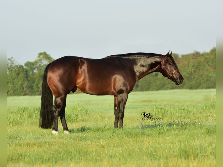 American Quarter Horse Hengst Donkerbruin in Aspach