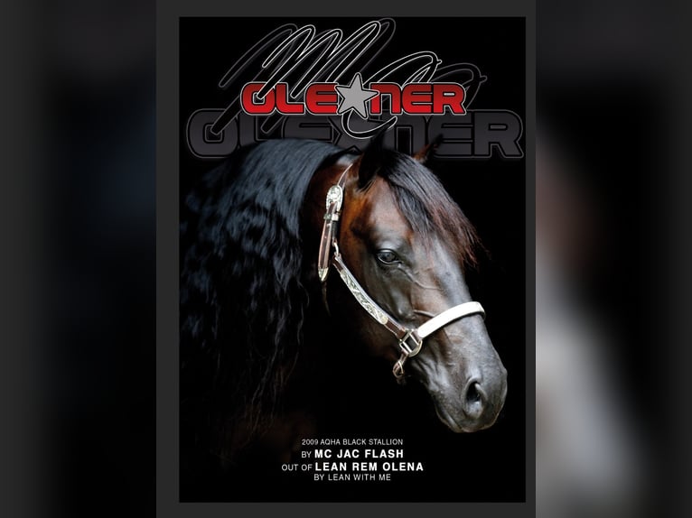 American Quarter Horse Hengst Donkerbruin in Lahn