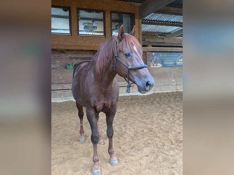 American Quarter Horse Hengst Donkerbruin in Windeck